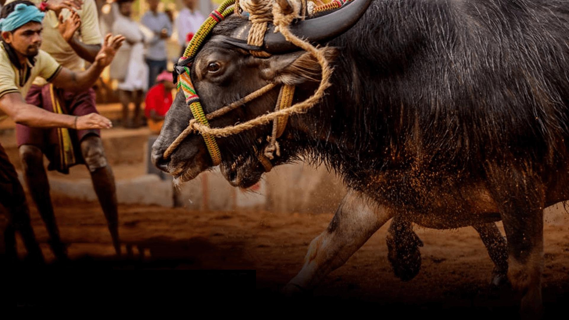 Kambala Festival 2023 Dates, History, Major Attractions Adotrip